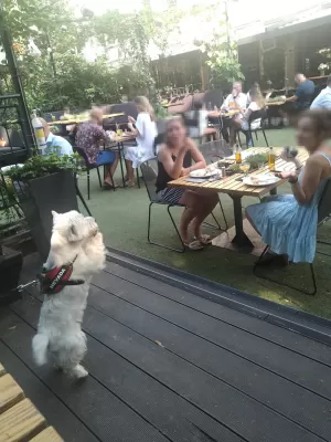 Beklenmedik Köpek Guardian: Alev Yoluyla Aşk Hikayesi : Westie Dog Bir randevu öğle yemeğinde bayanları almama yardım ediyor