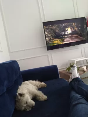 Neočekivani pas Guardian: priča o ljubavi kroz plamen : Dobro zasluženo dremkom tokom pauze za film nakon duge psećeg šetnje parkom