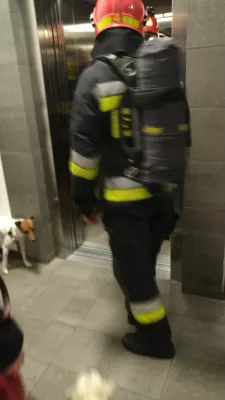 Несподіваний собака -опікун: історія кохання через полум'я : Пожежна бригада піднімається вгору по підйомнику, щоб перевірити квартиру після пожежної аварії