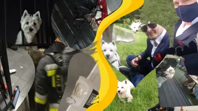 Negaidītais suņu aizbildnis: mīlestības stāsts caur liesmām : No dedzinošas elles dzīvībai bīstamu incidentu līdz mīlēt saikni ar Vestija suni