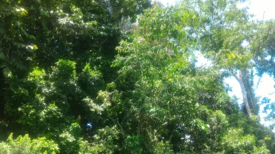 Wycieczka kajakowa w dżungli Gamboa na jeziorze Gatun : Małpia wyspa blisko Panama miasta