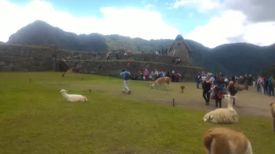 Peru Machu Picchu'ya 1 Günlük Səfər Necədir? : Machu Picchu üstündə Lamas