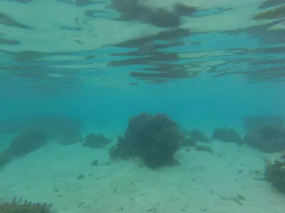 Cea mai bună plajă cu snorkeling în paradisul lagunei Tahiti : În cea mai bună plajă de snorkeling Tahiti