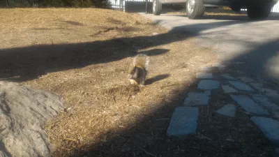 Bezpłatna wycieczka piesza do parku w Nowym Jorku : Dzika wiewiórka sięgająca po ukryty żołądź