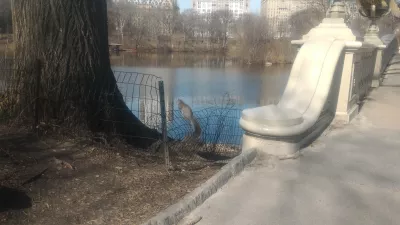 ניו יורק הפארק המרכזי ללא תשלום סיור הליכה : סנאי בפארק