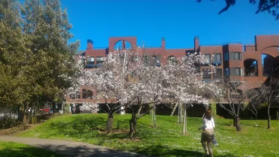 Лучшая прогулка по городу Сан-Франциско! : Flowering trees in Площадь Сиднея Уолтона