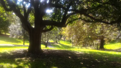 En promenad i Western Park Auckland i Ponsonby : Nyanser under ett träd