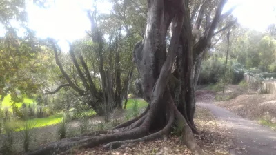 Kävele Western Park Aucklandissa Ponsonbyssä : Strange puita puistossa