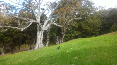 En promenad i Western Park Auckland i Ponsonby : Vild fågel i parken